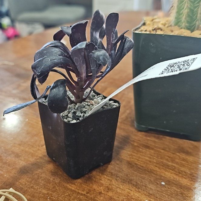 Photo of the plant species Aeonium arboreum 'Zwartkop' by @ModelTipa5 named Scarlett on Greg, the plant care app