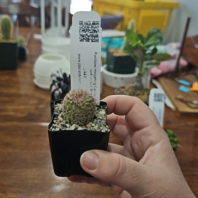 Photo of the plant species Rainbow Hedgehog Cactus 'Album' by @ModelTipa5 named Rainbow on Greg, the plant care app