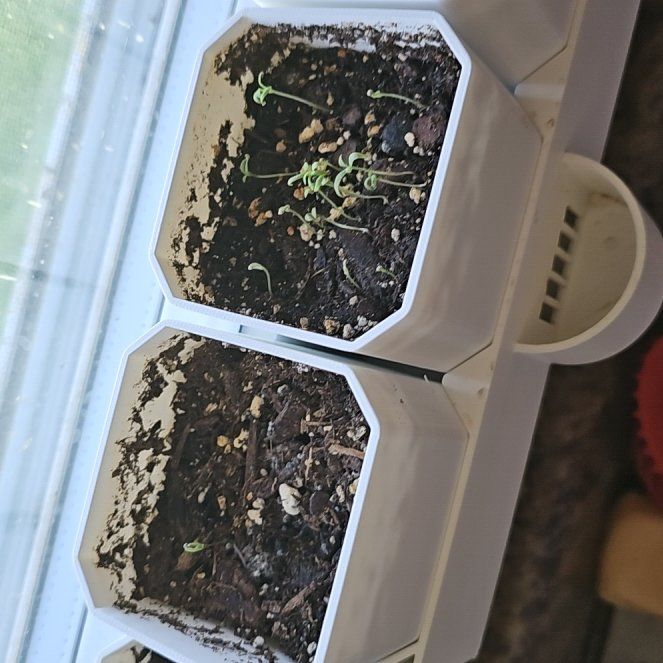 Photo of the plant species Papaver Somniferum by @ModelTipa5 named Kylie on Greg, the plant care app