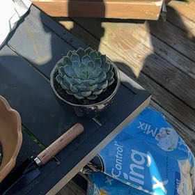 Photo of the plant species Echeveria 'Allegra' by @DeliciousFlax44 named Thtephen on Greg, the plant care app