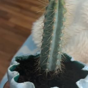 Photo of the plant species Pilosocereus azureus by @EarlySucc9 named Remington on Greg, the plant care app