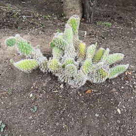 Photo of the plant species Navajo Bridge Prickly Pear by @IconLilac19 named Scarlett on Greg, the plant care app