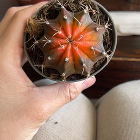 Photo of the plant species Colorful Moon Cactus by @BuffParsley78 named James Dean on Greg, the plant care app