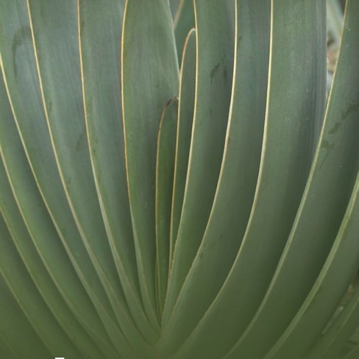 Photo of the plant species Fan Aloe by @YokeDaisy48 named Stan on Greg, the plant care app