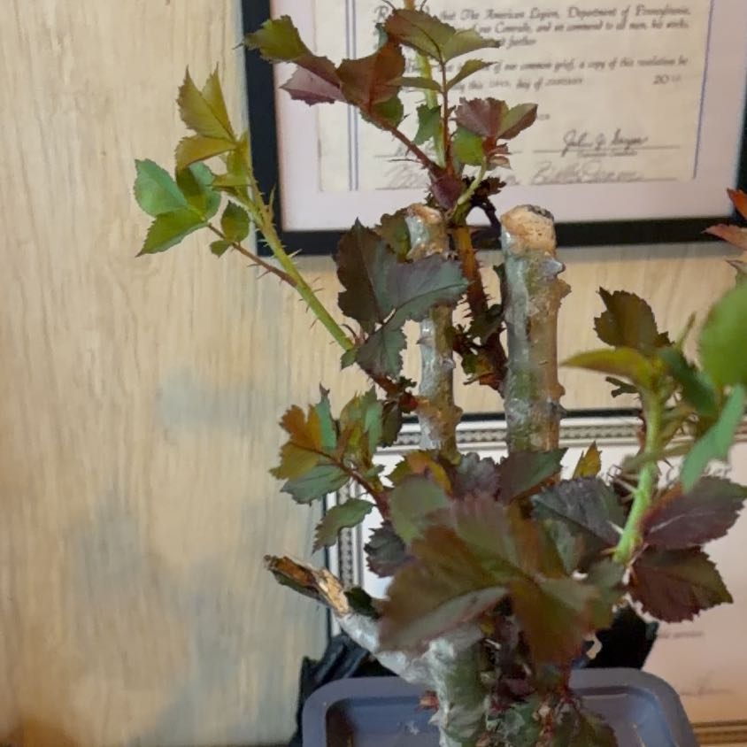 Photo of the plant species Midland Hawthorn by @NiceMostii92 named Huckleberry Fern on Greg, the plant care app