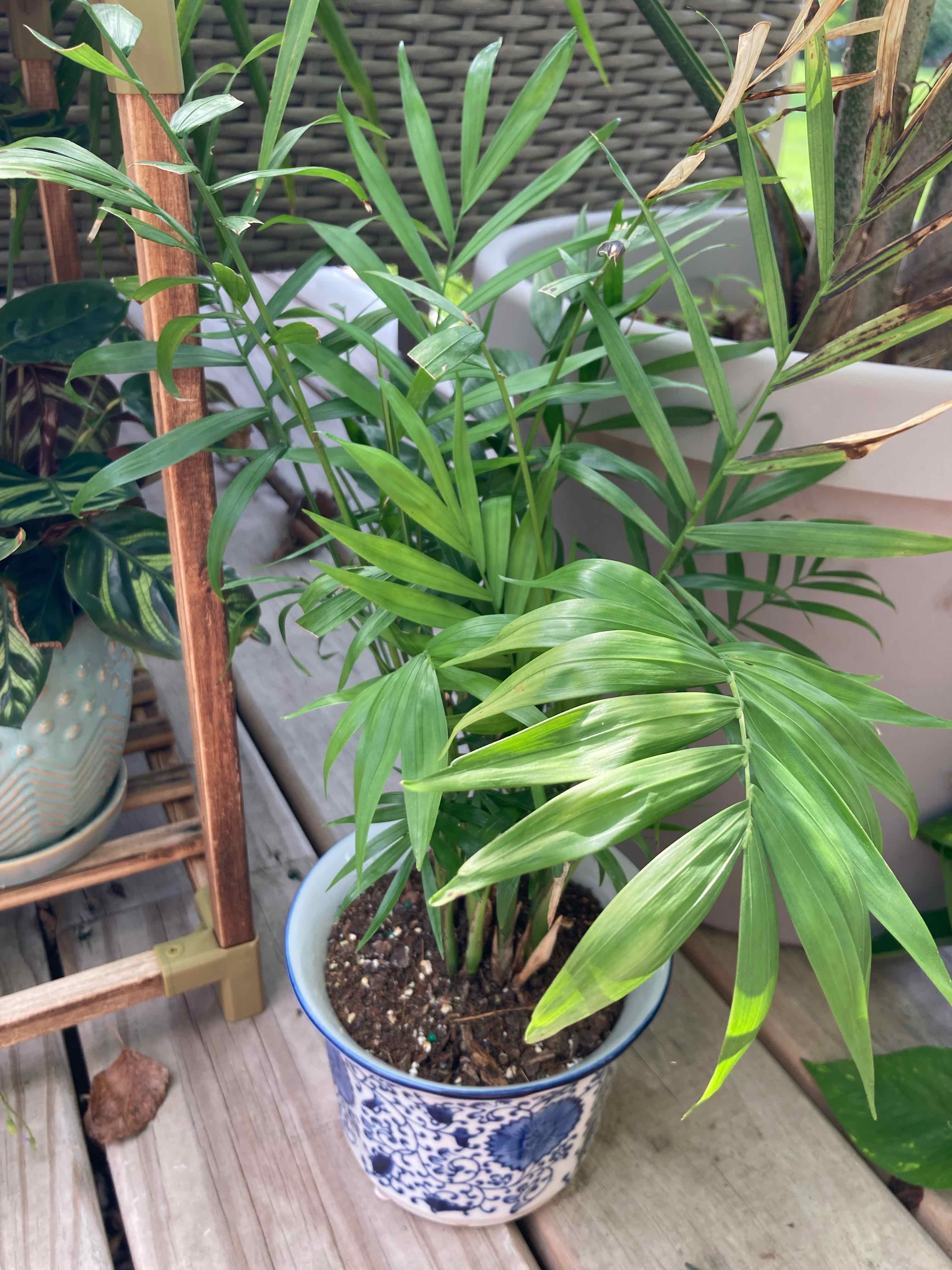 Parlour Palm plant photo by @missjazzage named Polly on Greg, the plant care app.