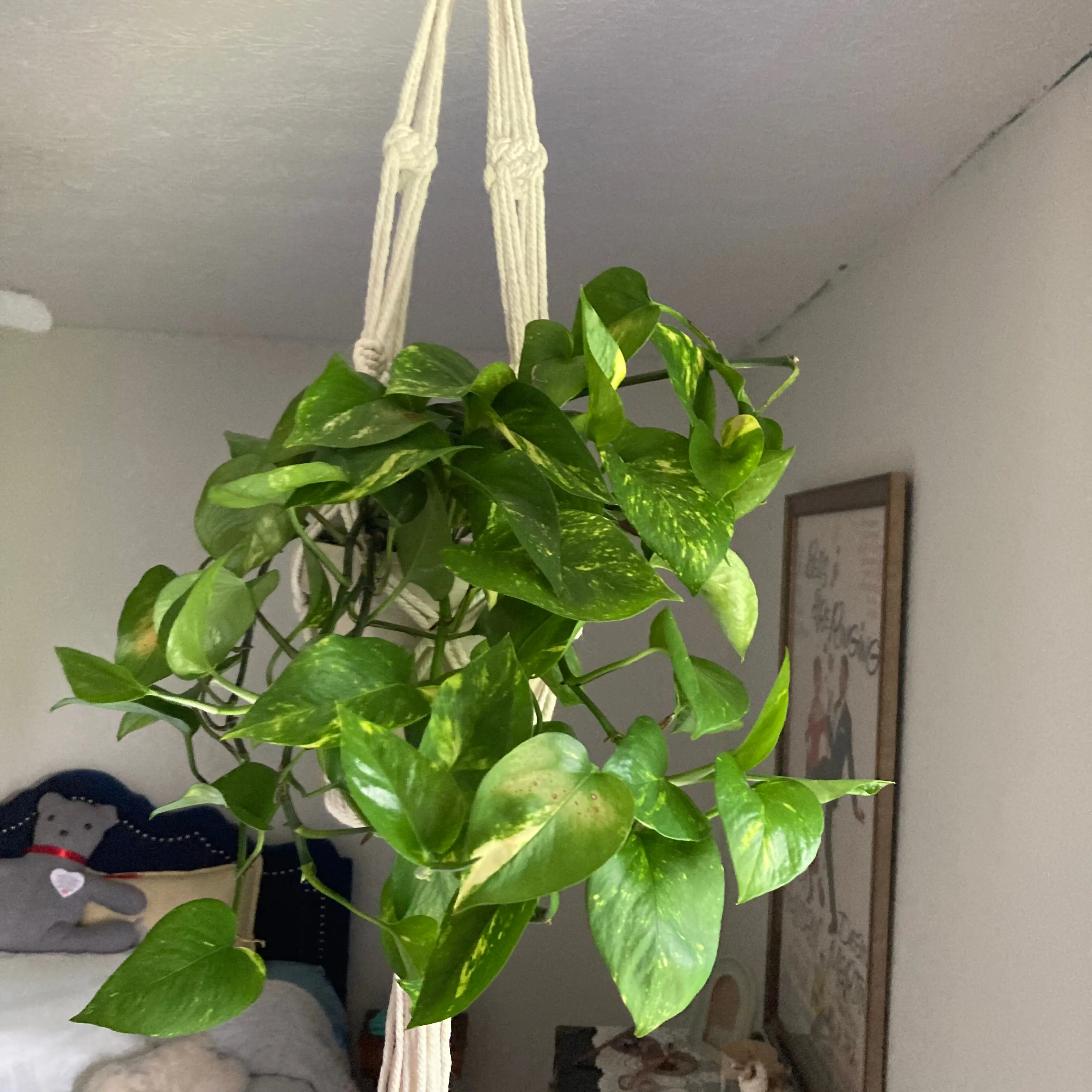 Taro Vine plant photo by @missjazzage named Sanders on Greg, the plant care app.