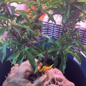 Photo of the plant species Bonanza Patio Peach Tree by @CozyTitoki5 named Planty on Greg, the plant care app
