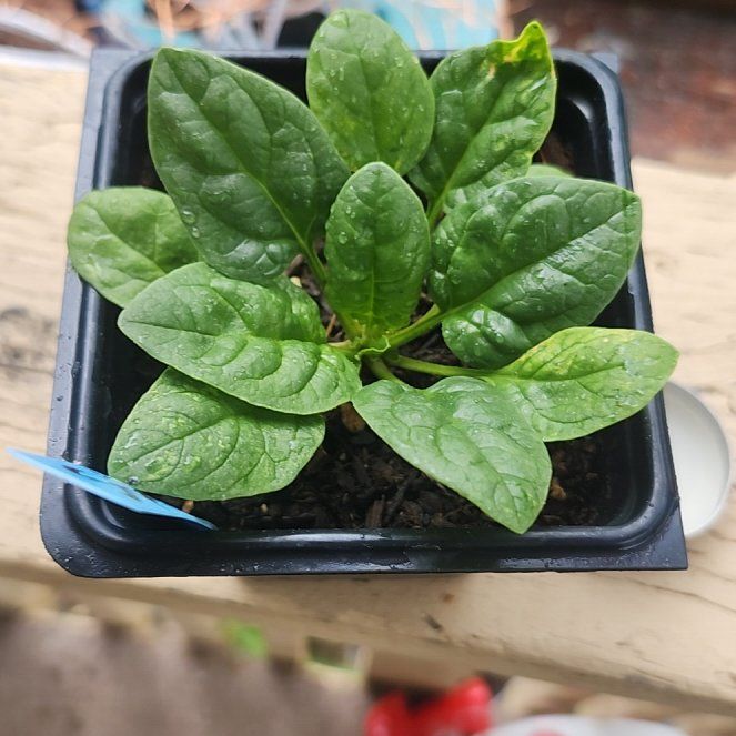 Photo of the plant species Malabar Spinach by @StarIcecaps76 named Tupot amaroot on Greg, the plant care app