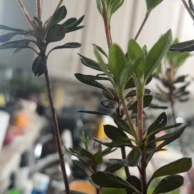 Photo of the plant species Alpenrose by @ZealRosegrape15 named Walt on Greg, the plant care app