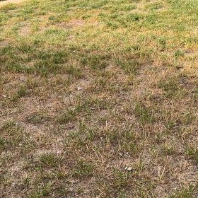 Photo of the plant species Kikuyugrass by @StylishMelon58 named Drake on Greg, the plant care app