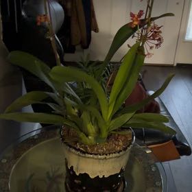 Photo of the plant species Dancing-Lady Orchid by @MagicianRockfig named Kobe on Greg, the plant care app
