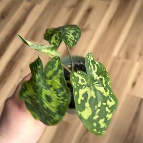 Photo of the plant species Caladium Hilo Beauty by @VipLilac10 named Wall-E on Greg, the plant care app