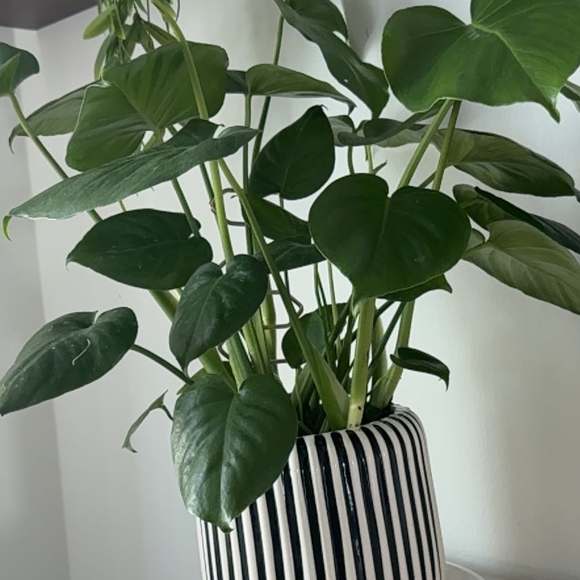 Photo of the plant species Swiss Cheese Plant by @FunBrowallia71 named Bella on Greg, the plant care app