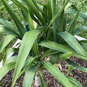 Photo of the plant species Twistleaf Yucca by @UberCrabapple80 named Dolores on Greg, the plant care app