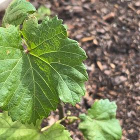 Photo of the plant species Muscadine Grape by @UberCrabapple80 named Sonora on Greg, the plant care app