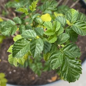 Photo of the plant species Cape Honeysuckle by @UberCrabapple80 named Naomi on Greg, the plant care app