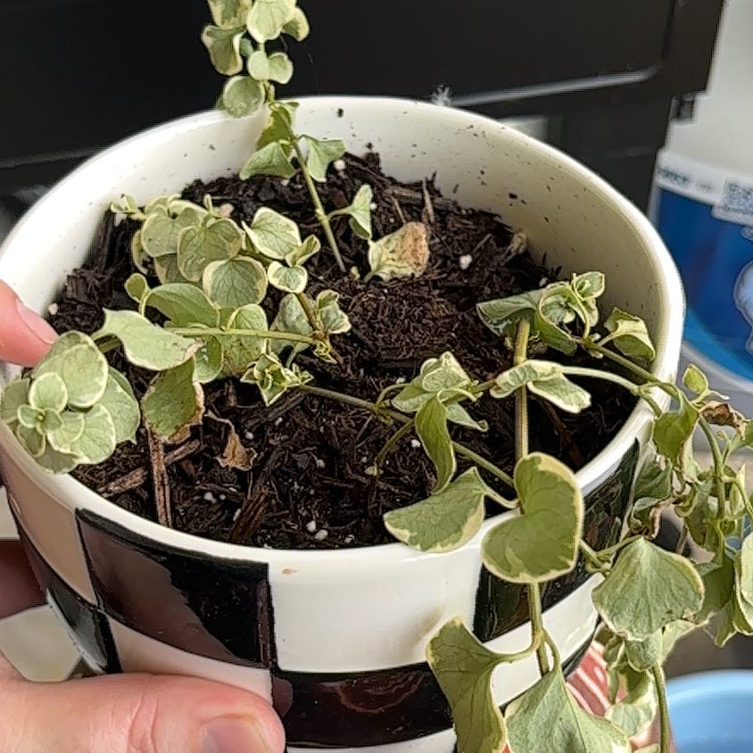 Photo of the plant species vinca vine by @SnazzyWasabi54 named Athena on Greg, the plant care app