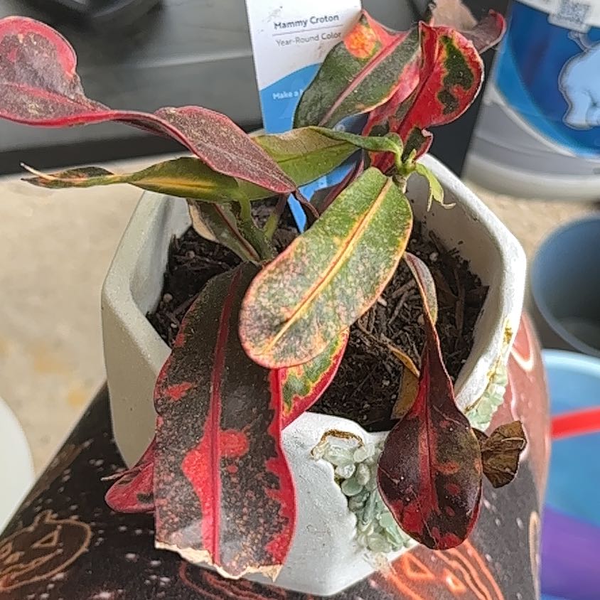Photo of the plant species Mammy Croton by @SnazzyWasabi54 named Einstein on Greg, the plant care app