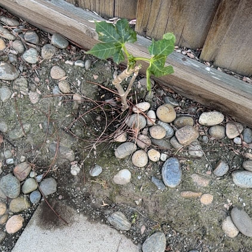 Photo of the plant species Chaya by @FitPeanut88 named Gates on Greg, the plant care app