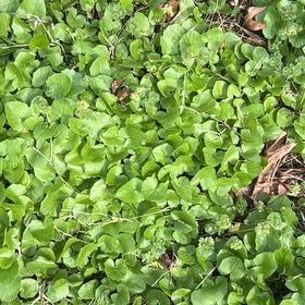Photo of the plant species Ficaria verna by @FabAnacua5 named Gregarious on Greg, the plant care app
