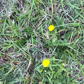 Photo of the plant species Creeping Buttercup by @FabAnacua5 named Gomez on Greg, the plant care app