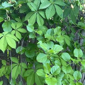 Photo of the plant species Mile-a-Minute Vine by @FabAnacua5 named James Dean on Greg, the plant care app