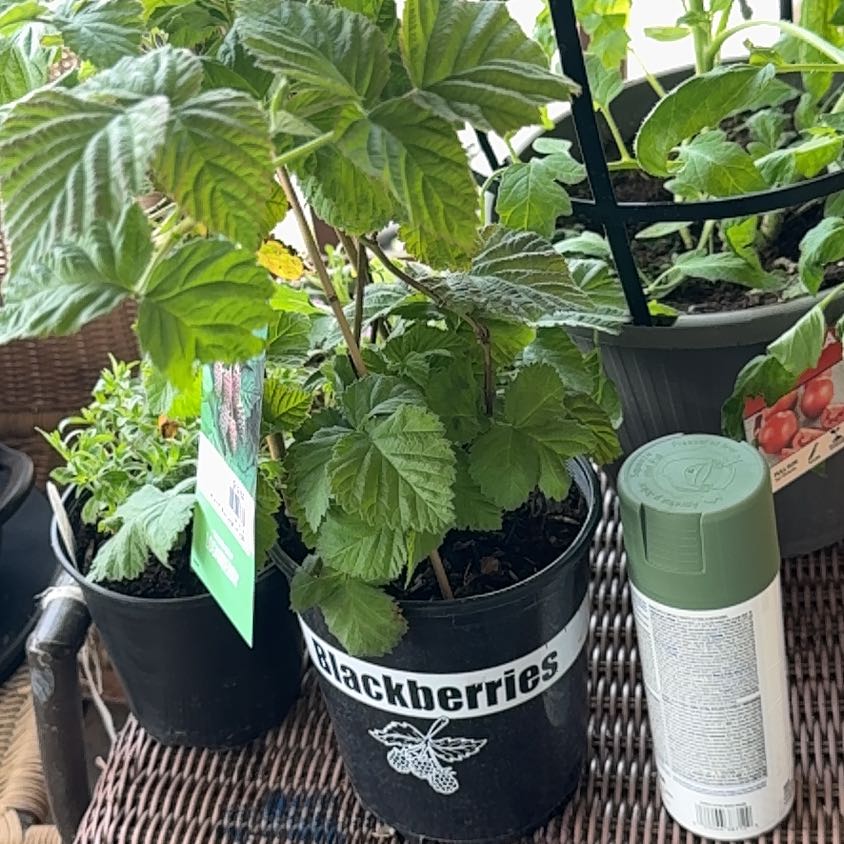 Photo of the plant species Thornless Loganberry by @BossCalamansi71 named Peter Parker on Greg, the plant care app