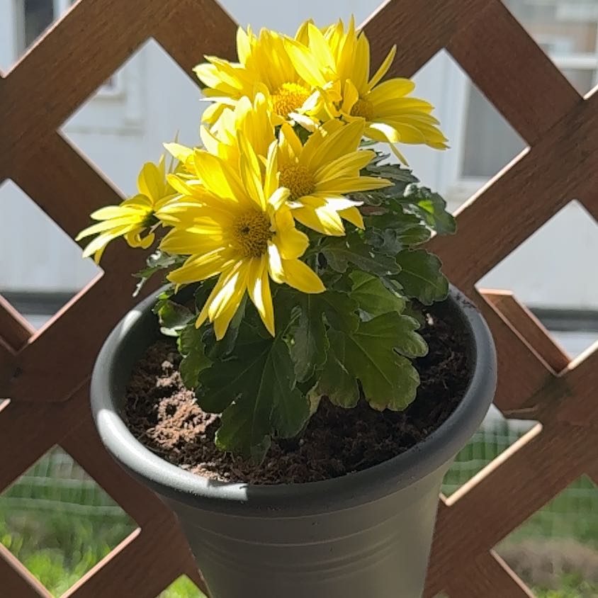 Photo of the plant species Mexican Sunflower by @BossCalamansi71 named Bodhi on Greg, the plant care app