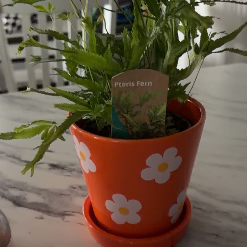 Photo of the plant species Pteris Fern by @AwesomeKudulily named Taylor Swift on Greg, the plant care app