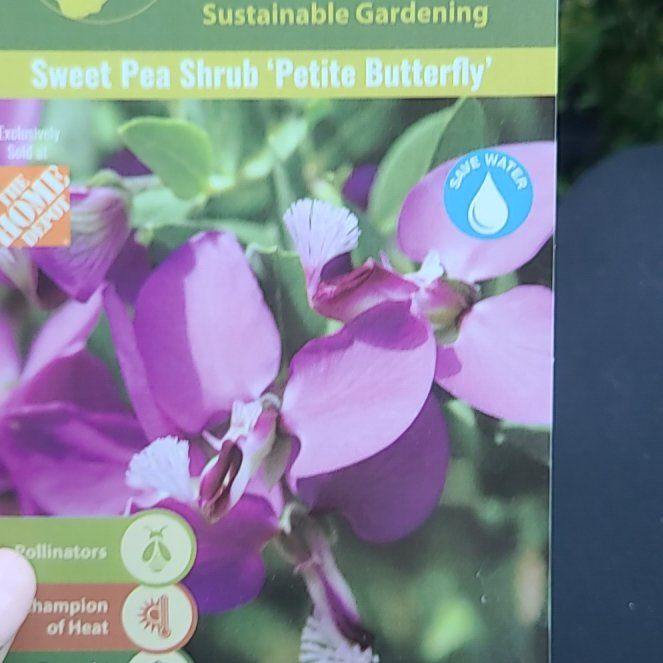 Photo of the plant species Sweet Pea Bush by @SacredTipa85 named Duke on Greg, the plant care app