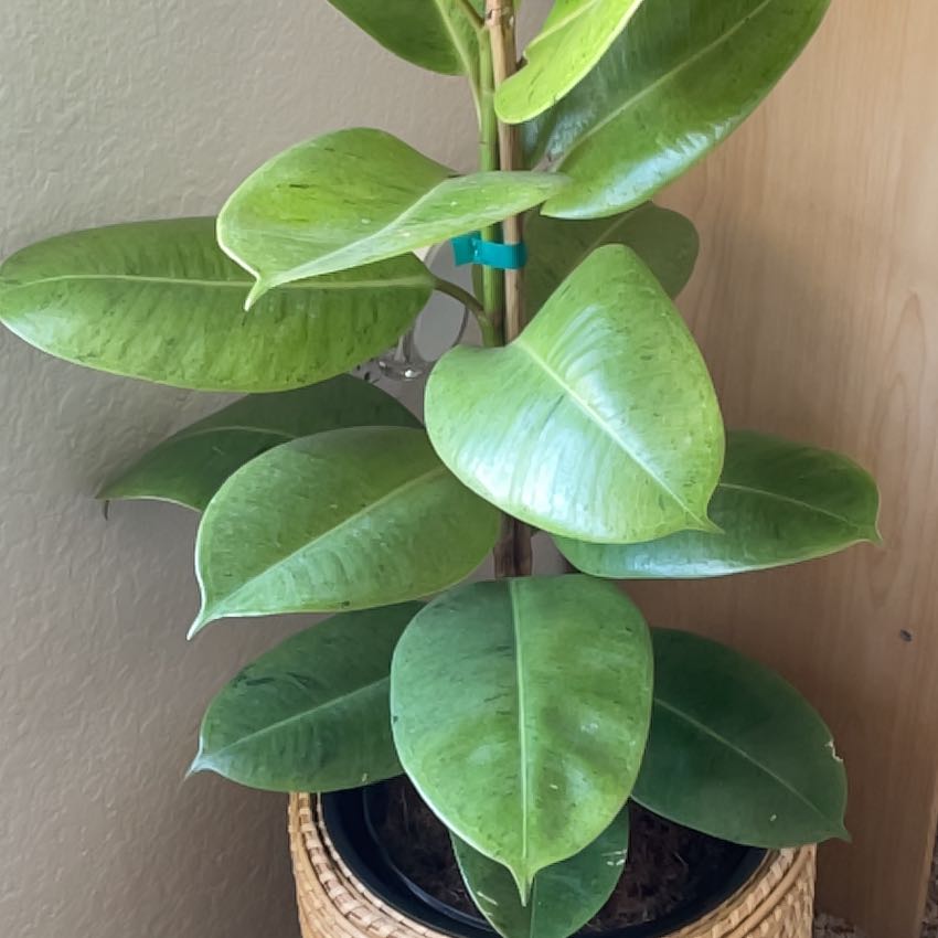 Photo of the plant species Ficus Shivereana by @SuperBlackberry named Keanu Leaves on Greg, the plant care app