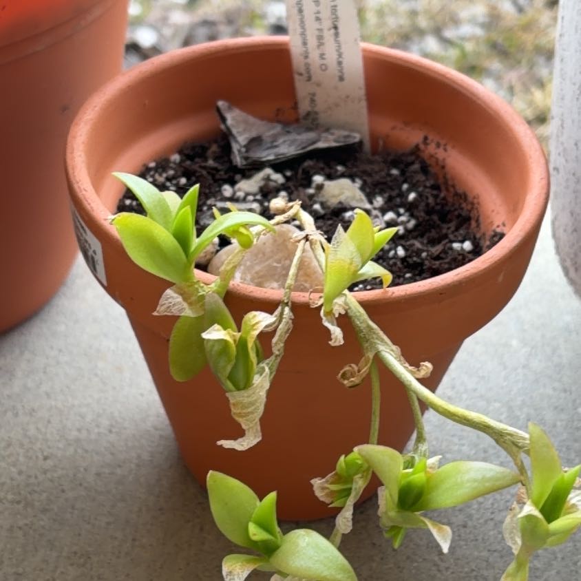 Photo of the plant species Kanna by @TryRyebrome82 named KannaCanna on Greg, the plant care app