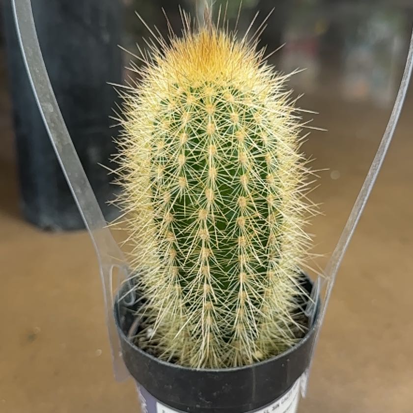 Photo of the plant species Austrocephalocereus estevesii by @HeroRosemary89 named Orwell on Greg, the plant care app