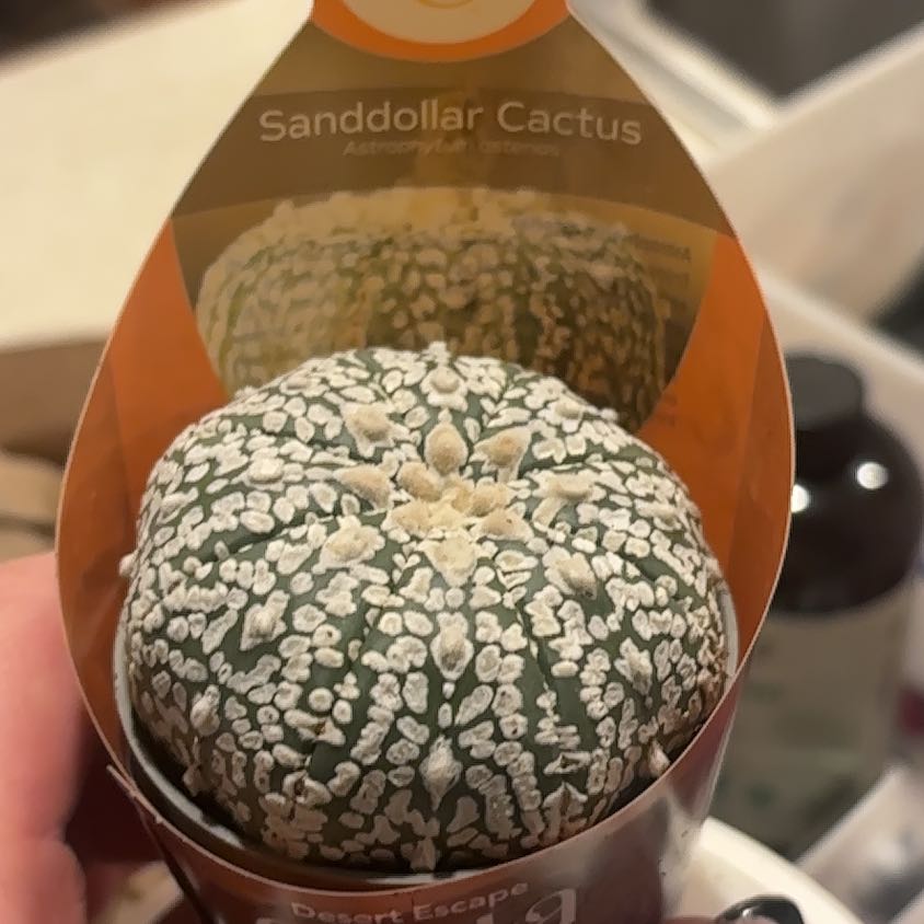 Photo of the plant species sanddollar cactus by @AbleTorgrass75 named Homer on Greg, the plant care app