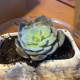 Photo of the plant species Echeveria Subsessilis by @RobustPeyote72 named Tupot amaroot on Greg, the plant care app