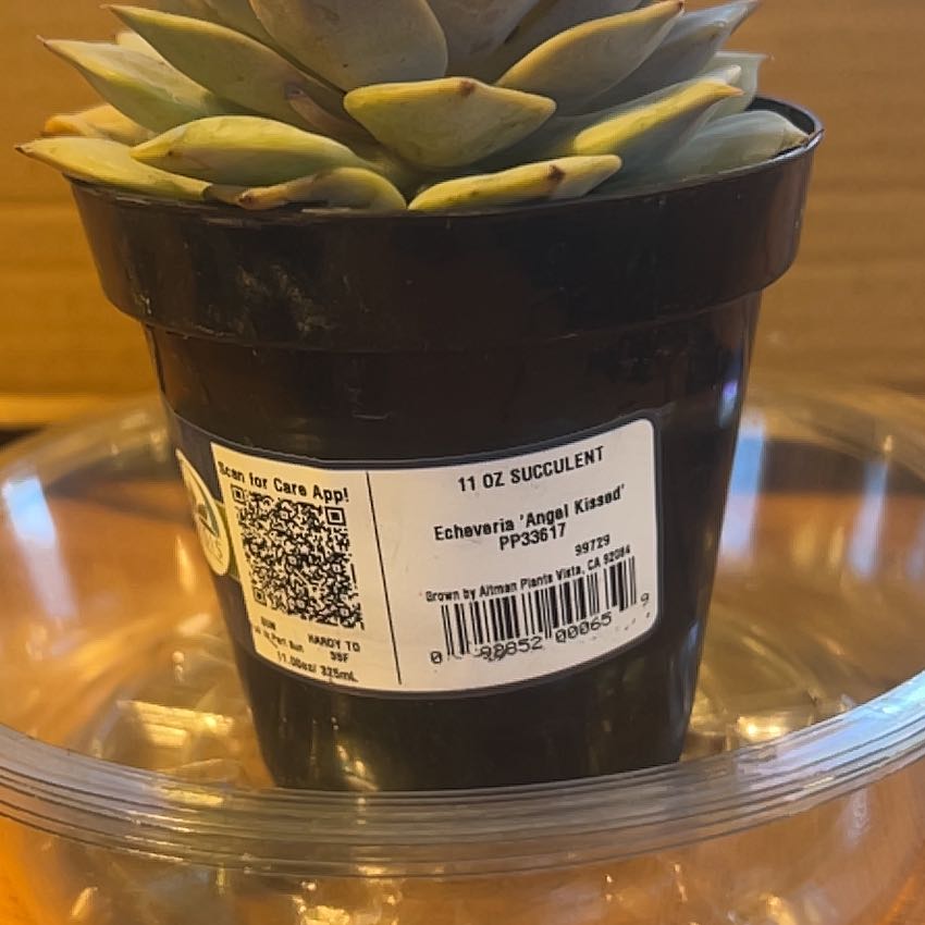 Photo of the plant species Angel Kissed by @RobustPeyote72 named Oscar on Greg, the plant care app