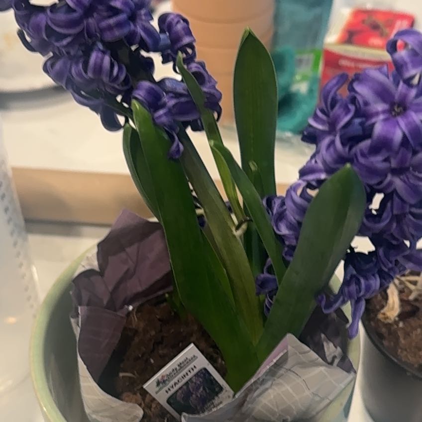 Photo of the plant species Baby Blue Hyacinth by @FancyLillypilly named Gobi on Greg, the plant care app