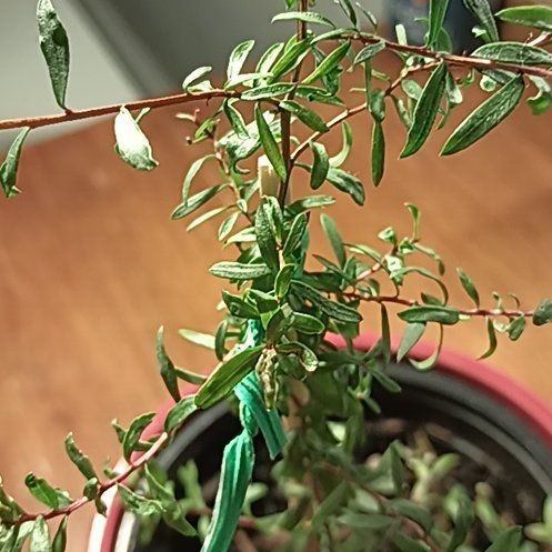 Photo of the plant species New Zealand Tea Tree by @ShiningHoya60 named Harmony on Greg, the plant care app