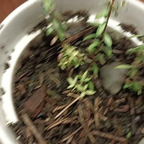 Photo of the plant species New Zealand Tea Tree by @ShiningHoya60 named Tolkien on Greg, the plant care app