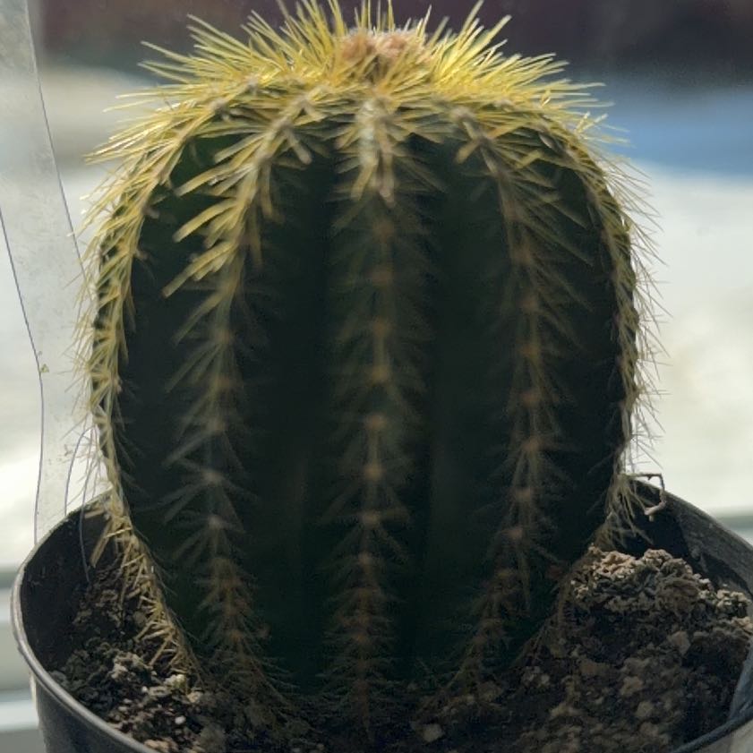 Photo of the plant species Notocactus warasii by @QueenDatepalm16 named Clooney on Greg, the plant care app
