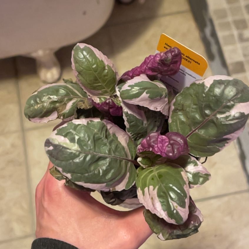 Photo of the plant species Snow White Waffle Plant by @PromisingWasabi named Homer on Greg, the plant care app