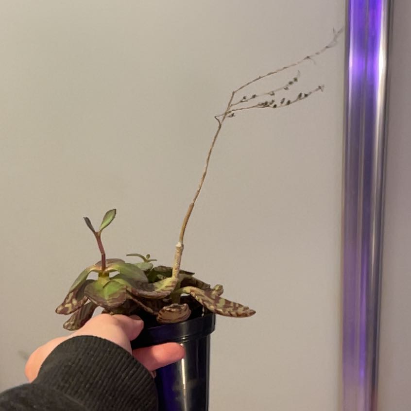 Photo of the plant species Kalanchoe 'Desert Surprise' by @PromisingWasabi named Elina on Greg, the plant care app