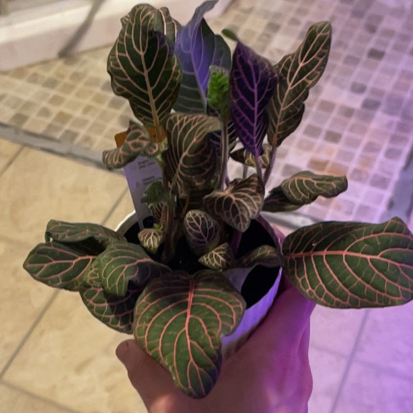 Photo of the plant species Red Vein Fittonia by @PromisingWasabi named Diana on Greg, the plant care app