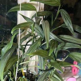 Photo of the plant species Pothos amplifolia by @CrazyMom114 named Elina on Greg, the plant care app