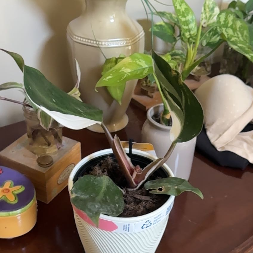 Photo of the plant species White Knight Philodendron by @CrazyMom114 named Girlfrond on Greg, the plant care app