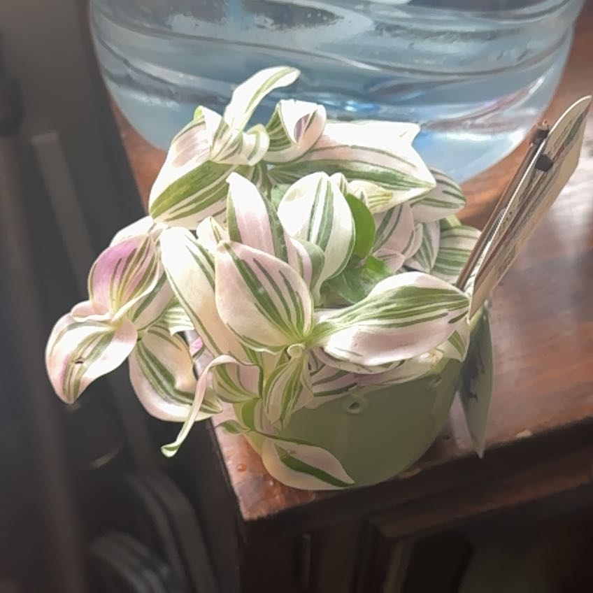 Photo of the plant species Group Unicorn by @CrazyMom114 named Harper on Greg, the plant care app