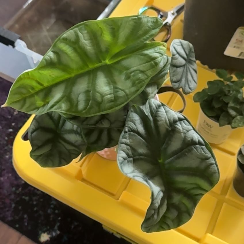 Photo of the plant species Alocasia baginda 'Mythic Silver Dragon' by @CrazyMom114 named Baesil on Greg, the plant care app