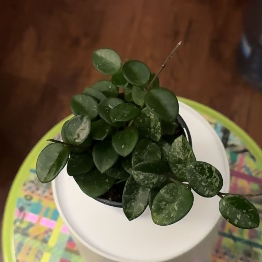 Photo of the plant species Hoya 'Mathilde Splash' by @CrazyMom114 named Spike Leaves on Greg, the plant care app