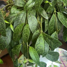 Photo of the plant species Lipstick Plant by @CrazyMom114 named Shakira on Greg, the plant care app